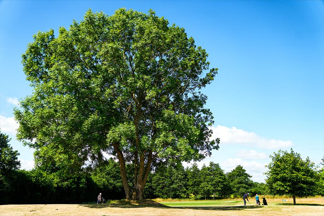 Sønderjyllands Golfklub